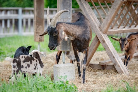 Der Fuchsgarten Riedenburg hat nicht nur einen Spielplatz, sondern auch einen Streichelzoo. Hier warten Ziegen auf die kleinen Besucher.