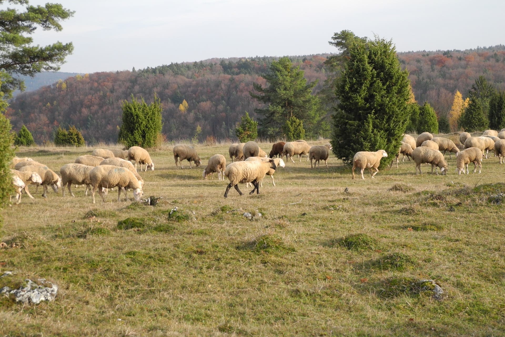 Schafe grasen auf einer Wacholderheide bei Riedenburg