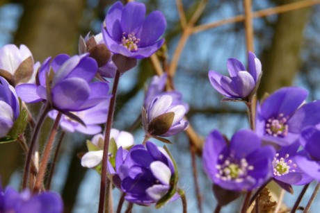 Frühlingsboten in der Urlaubsregion Kelheim: Die violetten Blüten des Leberblümchens kündigen den Frühling an!