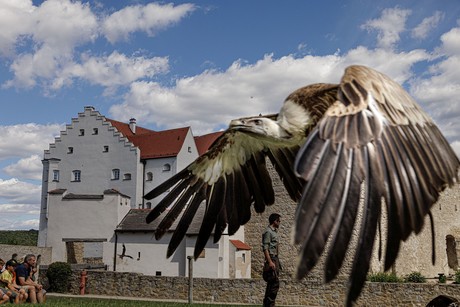 Ein Geier fliegt dicht am Zuschauer vorbei bei einer Flugvorführung im Burghof des Falkenhofes Schloss Rosenburg in Riedenburg.
