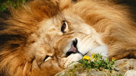 Löwe beim Mittagsschlaf