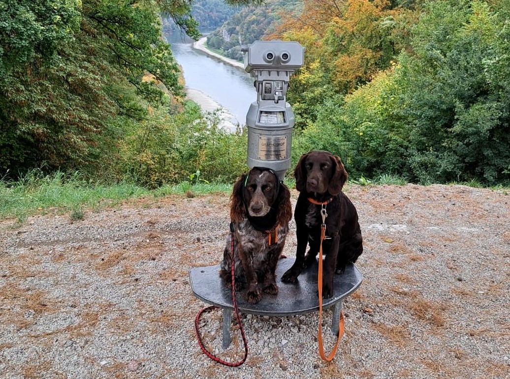 Zwei Jagdhunde sitzen an einem Aussichtspunkt.