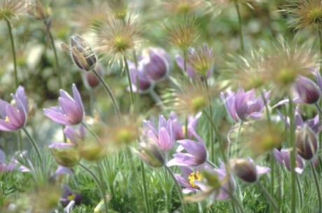 Das Bild zeigt zart lila blühende Frühlingsblumen. Es handelt sich um Pulsatilla (Kuchschelle)