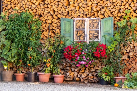 Das Bild zeigt eine Wand vollgestapelt mit Holzscheiten, an denen ein Fensterrahmen aufgehängt ist. Darunter sind aneinander gereiht Pflanzkübel mit Tomatenstauden und Blumen.