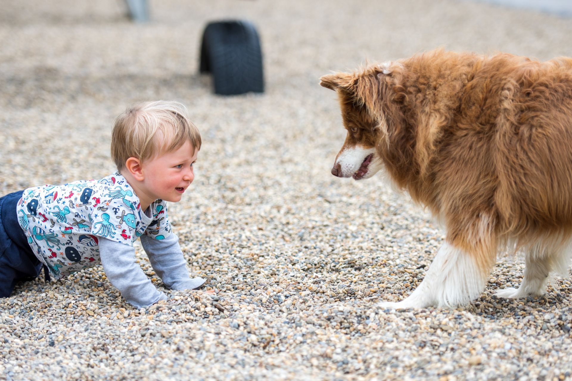 Ein kleines Kind spielt mit einem Hund.