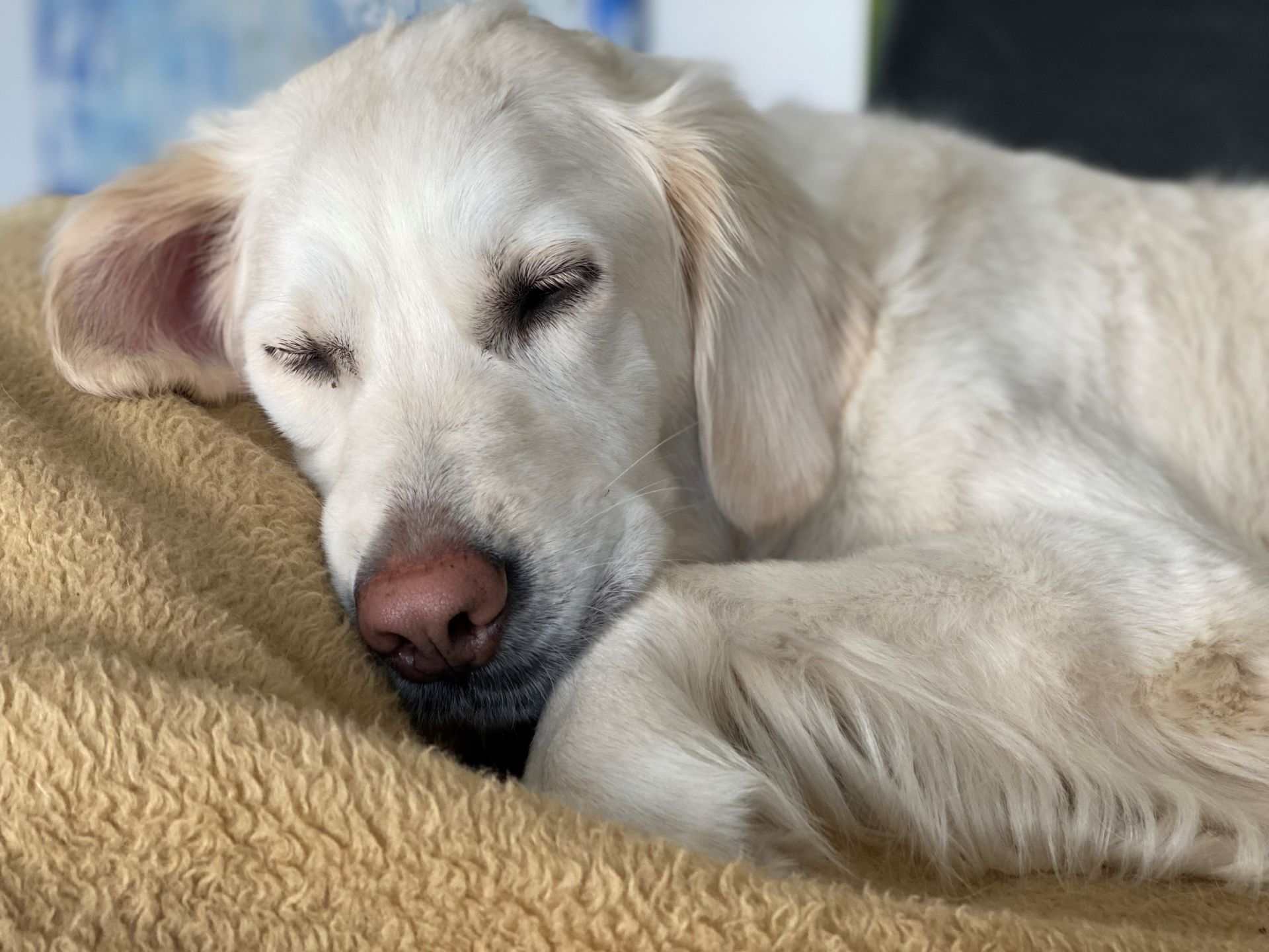 Ein weißer Hund schläft gemütlich mit geschlossenen Augen.