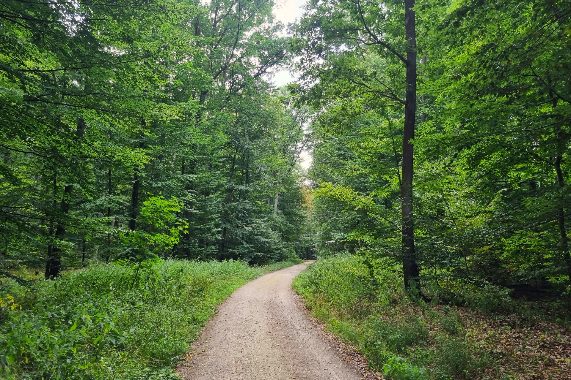 Ein geschotterter Waldweg verläuft durch sattgrünen Laubwald hindurch.