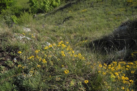 Der karge Magerrasen ist für manche Pflanze der ideale Lebensraum.