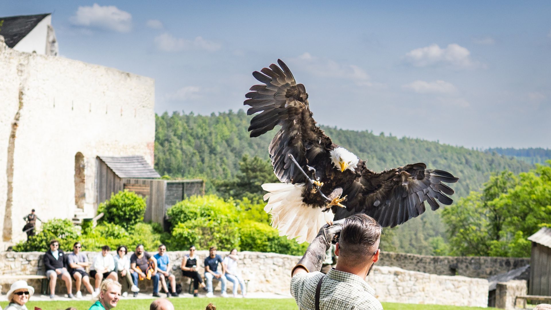 Ein Adler ist im Landeanflug auf den Arm eines Falkners. Im Hintergrund ist der Burghof der Schlossanlage Rosenburg in Riedenburg zu sehen.