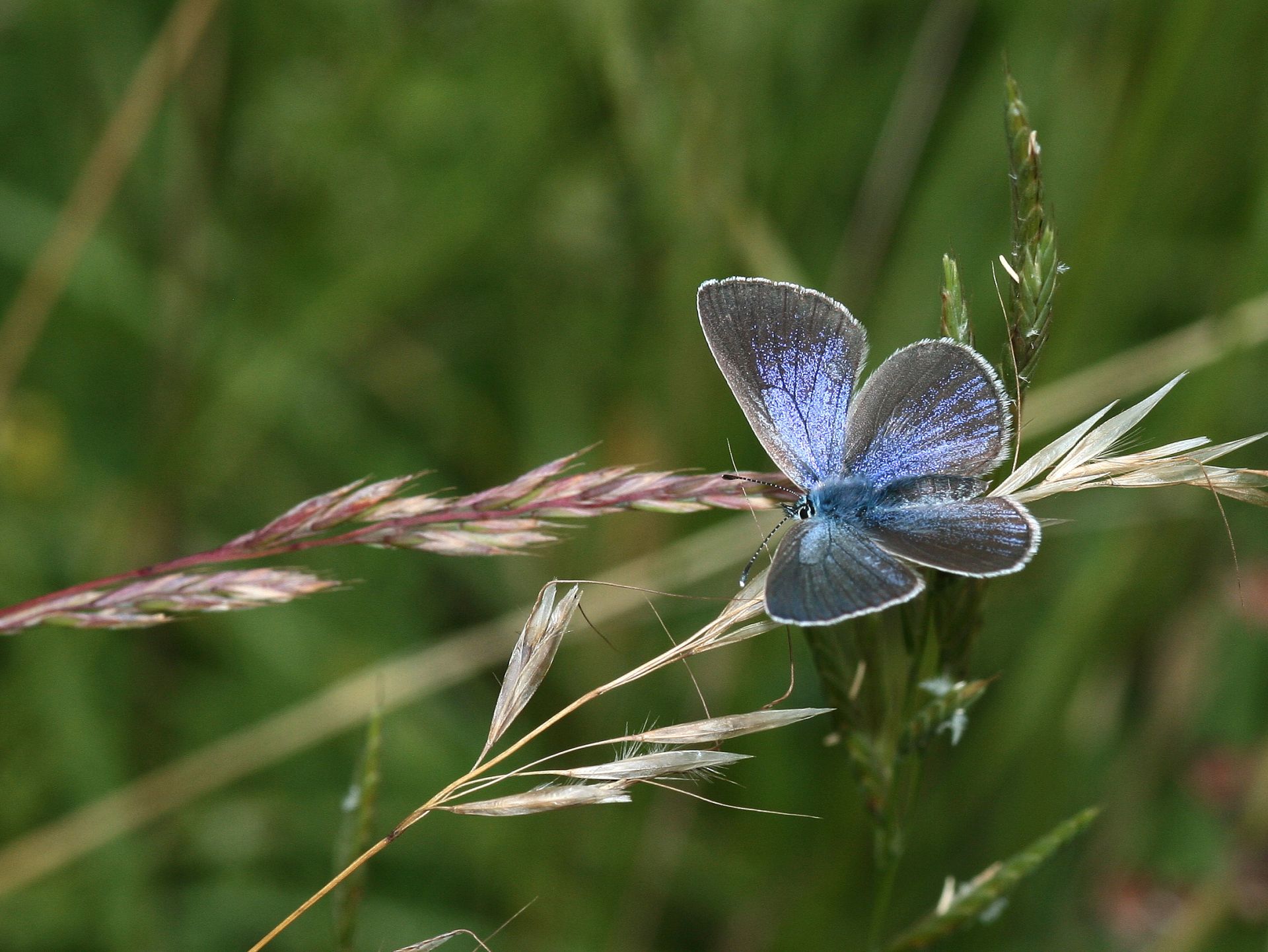 Das Bild zeigt in Nahaufnahme einen blauen Schmetterling auf einem Grashalm. Es handelt sich um einen Alexis-Bläuling in Oberndorf.