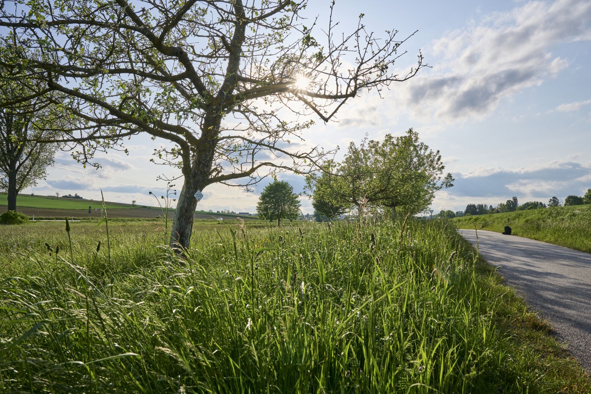 Das Bild zeigt einen Obstbaum mit den ersten grünen Blättern des Frühjahrs. Davor ist sattgrünes Gras zu sehen und ein geteerter Spazierweg ist am Bildrand zu erkennen.