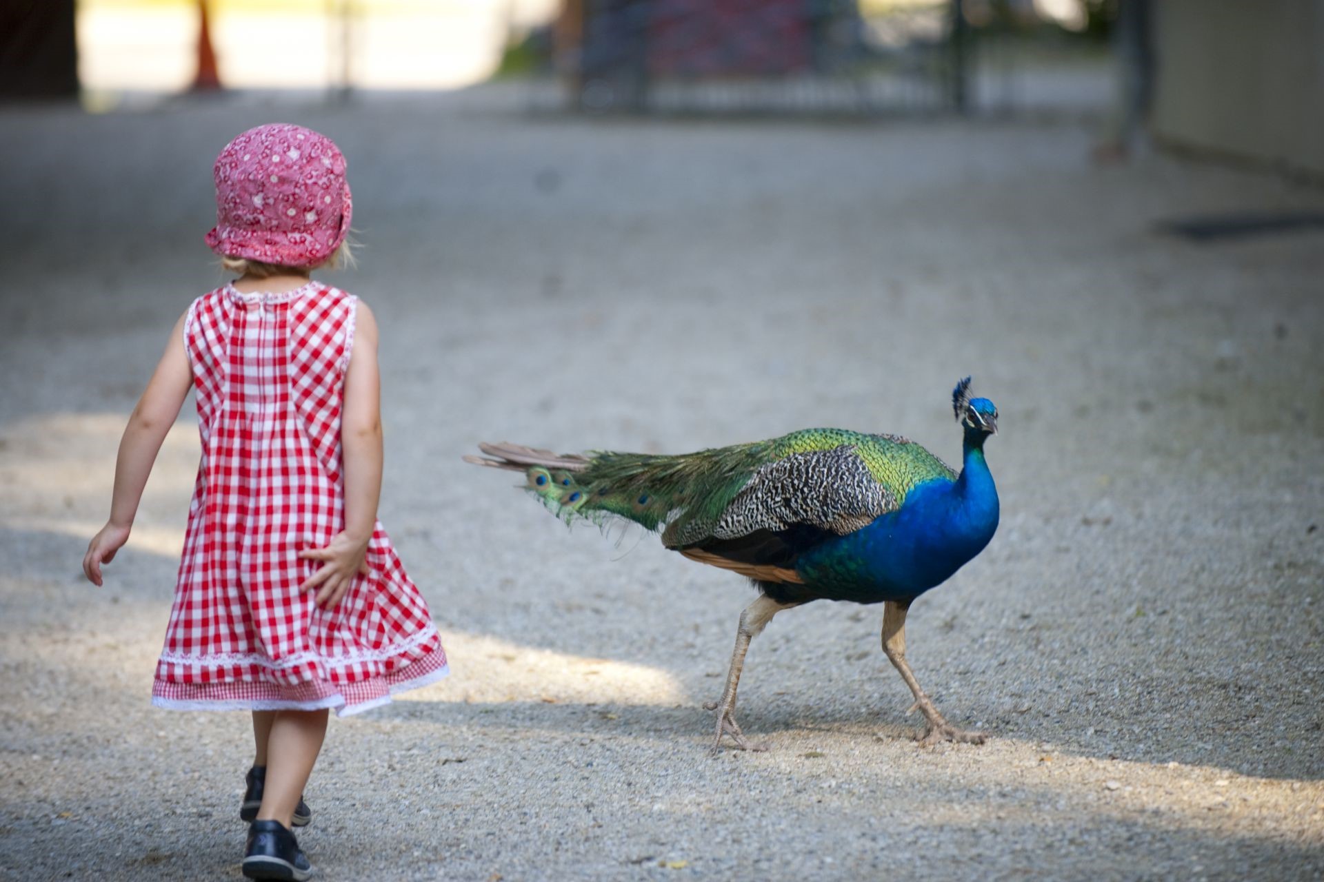 Ein kleines Mädchen in einem pinken Kleid läuft auf einen blau-grün schimmernden Pfau zu.